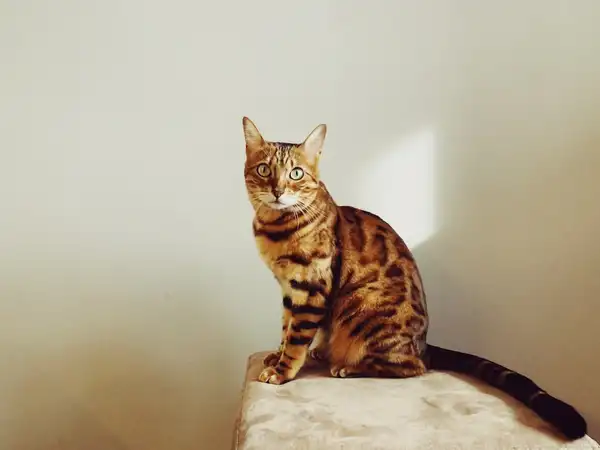 豹猫 图集 2