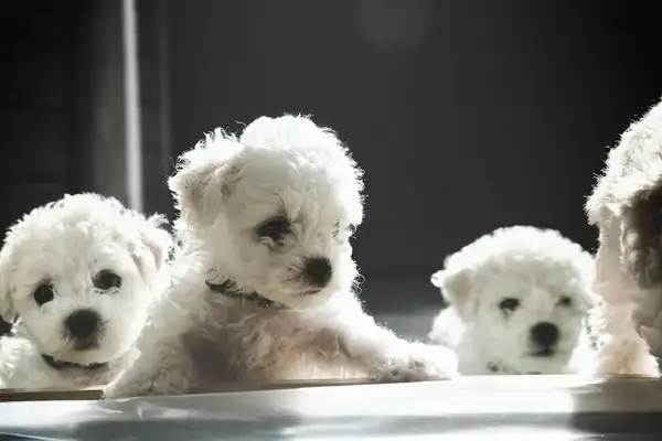 比熊犬 图集 6