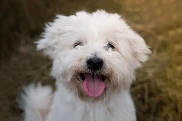 比熊犬