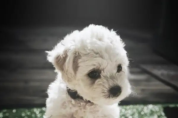 比熊犬 图集 7