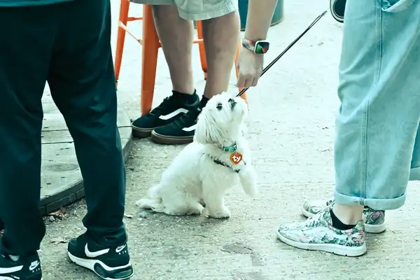 比熊犬 图集 8