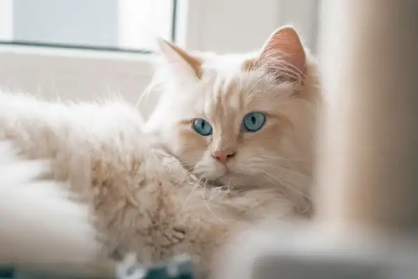 伯曼猫