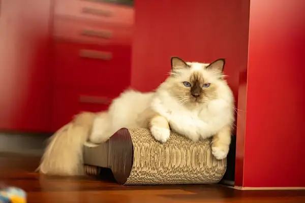伯曼猫 图集 4