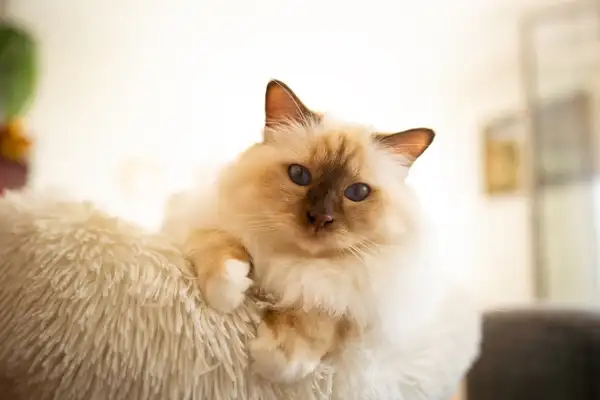 伯曼猫 图集 2
