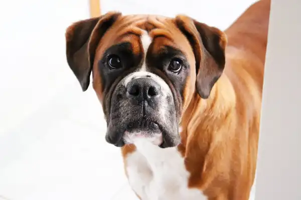 拳师犬