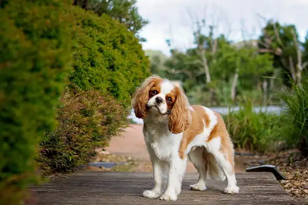 Cavalier King Charles Spaniel photo 3