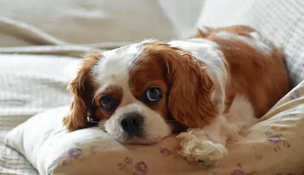 Cavalier King Charles Spaniel photo 1