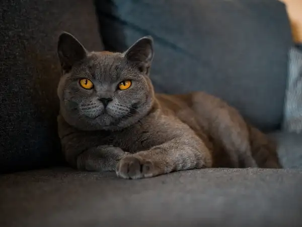 Chartreux photo 8