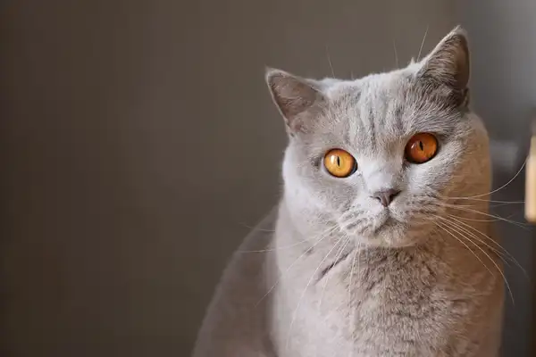 Chartreux photo 6