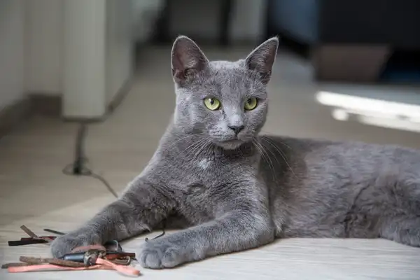 Chartreux photo 5