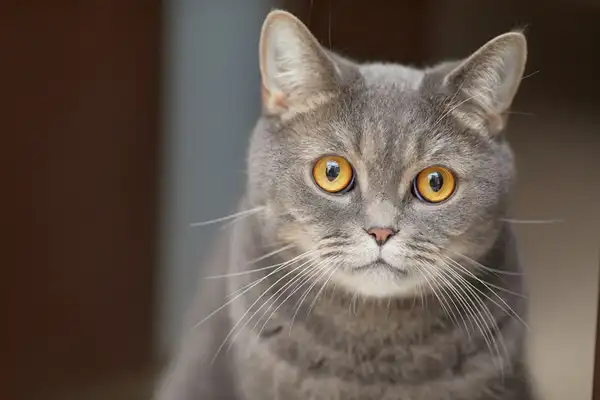 Chartreux photo 7