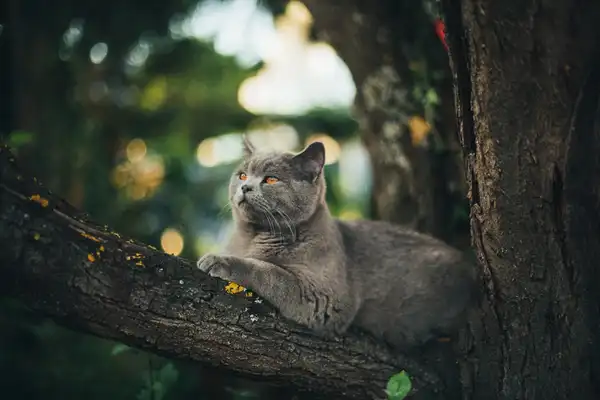 Chartreux photo 2