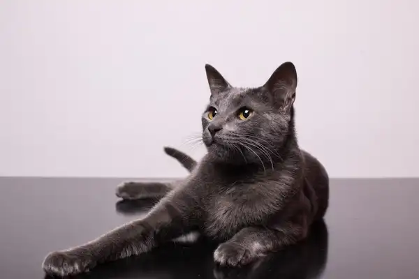 Chartreux