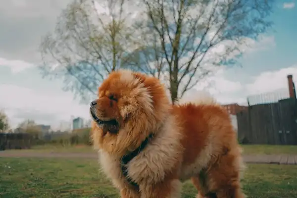松狮犬