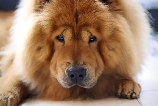 松狮犬 图集 6