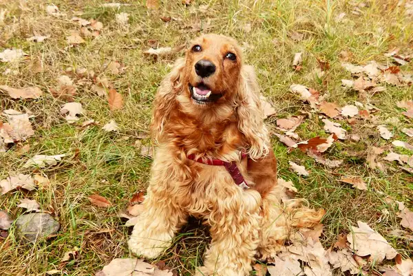 可卡犬 图集 5
