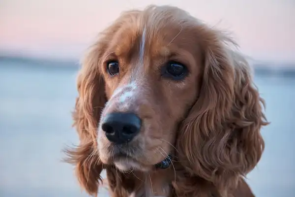 可卡犬