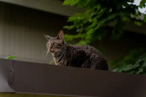 Cornish Rex photo 7