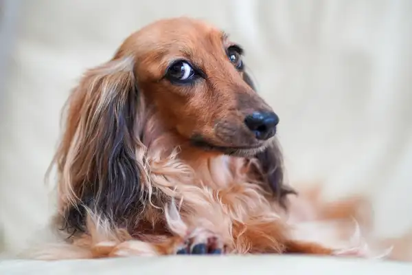 腊肠犬 图集 5
