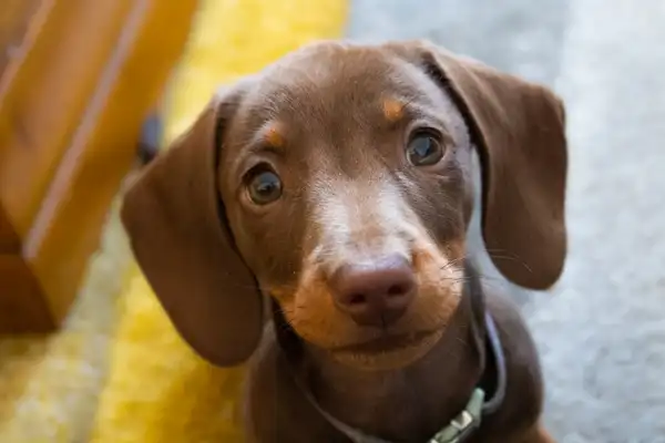 腊肠犬