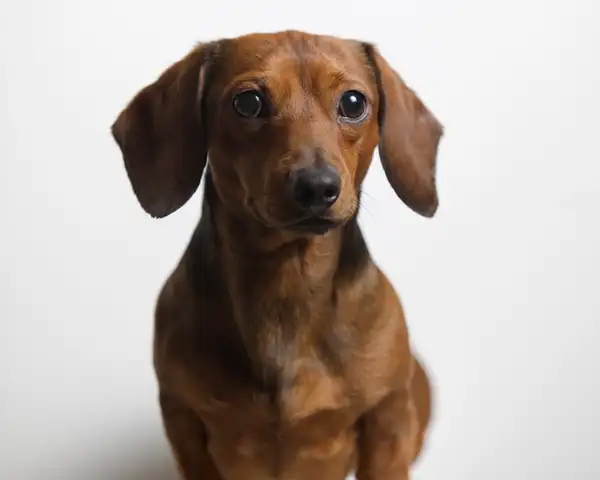 腊肠犬 图集 6