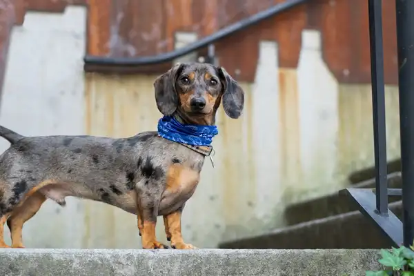 腊肠犬 图集 7