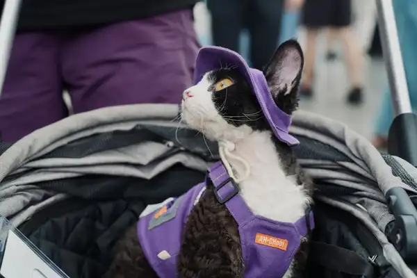 德文卷毛猫 图集 2