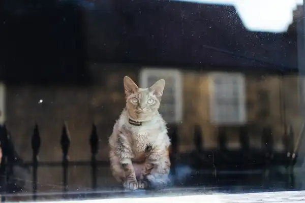 德文卷毛猫 图集 4