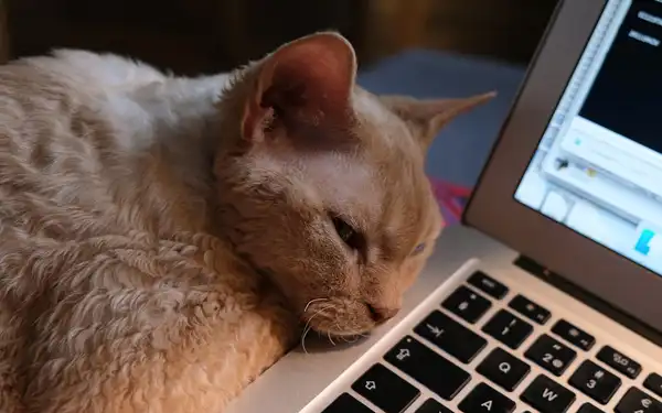 德文卷毛猫 图集 5