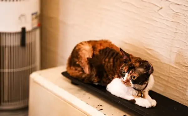 德文卷毛猫 图集 3