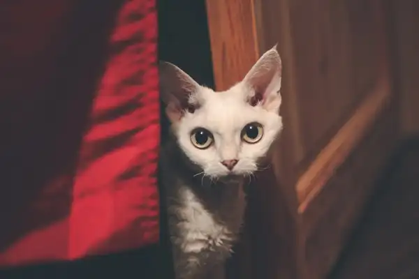 德文卷毛猫