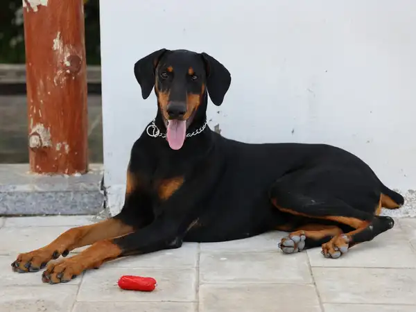 杜宾犬