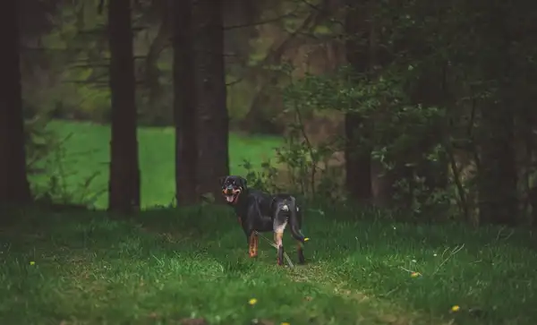 杜宾犬 图集 5