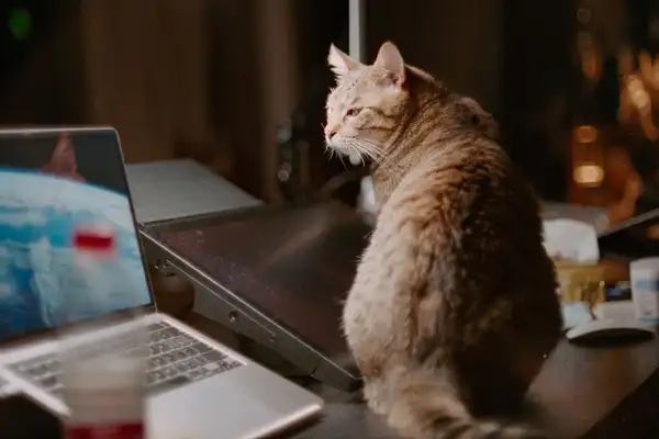 狸花猫 图集 3