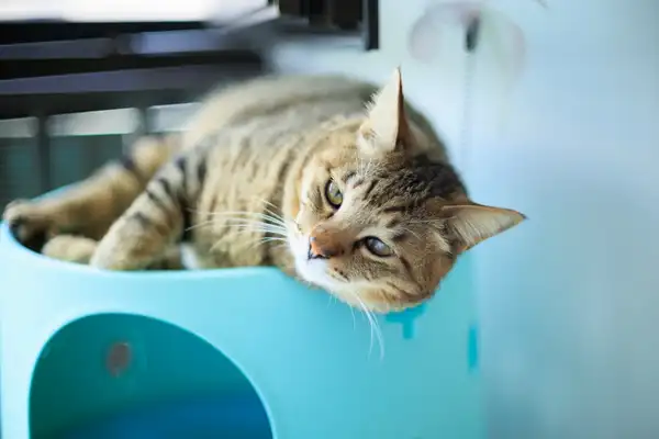 狸花猫