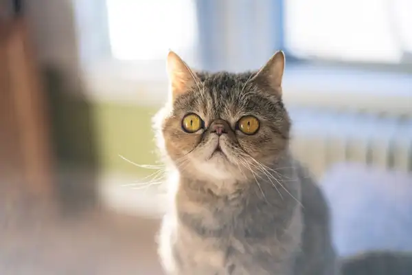 异国短毛猫 图集 5