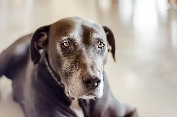 大丹犬 图集 5