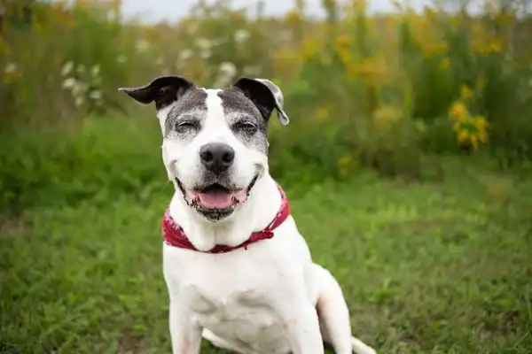 大丹犬 图集 8