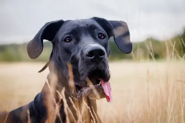 大丹犬 图集 4