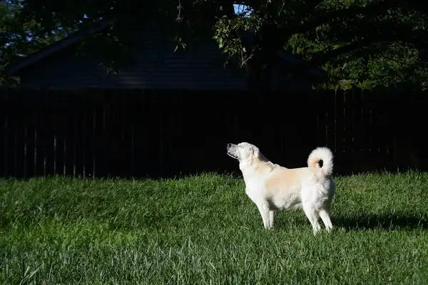Great Pyrenees photo 8
