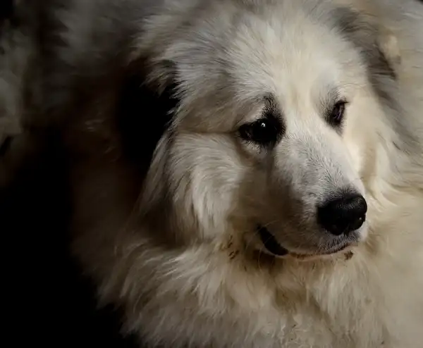 Great Pyrenees photo 6