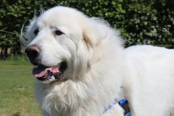 Great Pyrenees photo 4