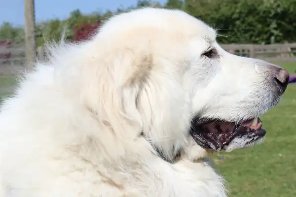 Great Pyrenees photo 5