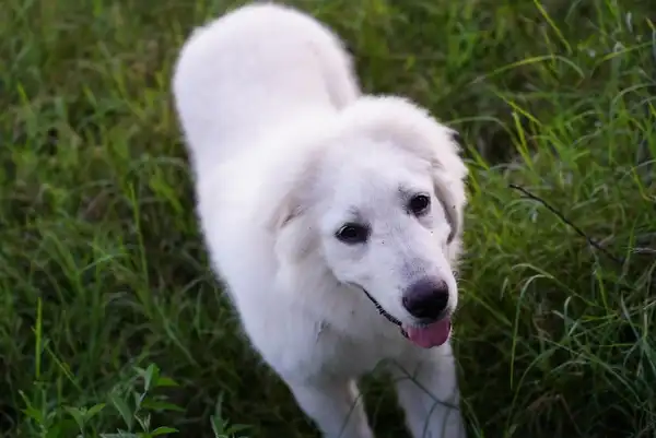 Great Pyrenees