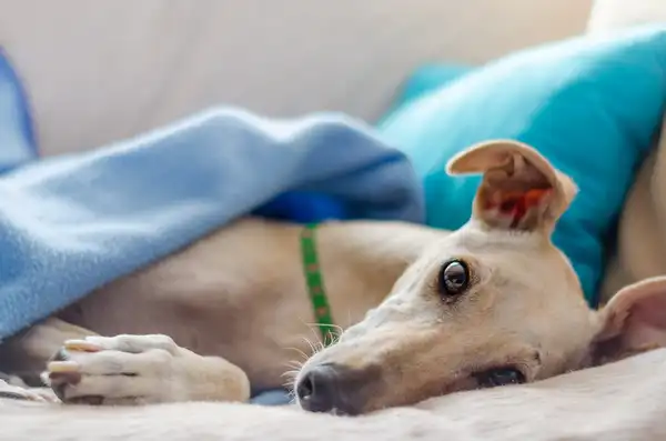 Greyhound photo 3