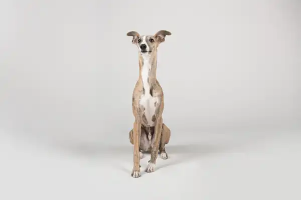 Greyhound photo 4