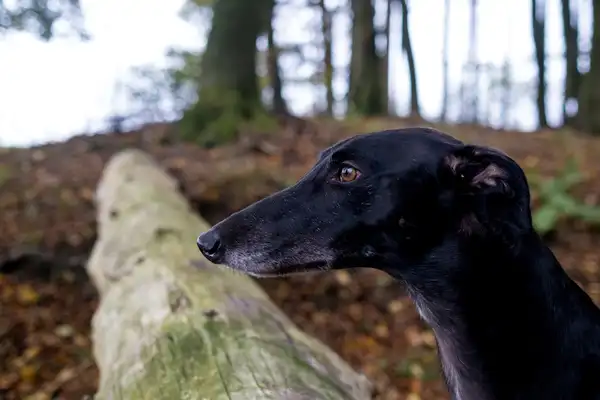 Greyhound photo 5