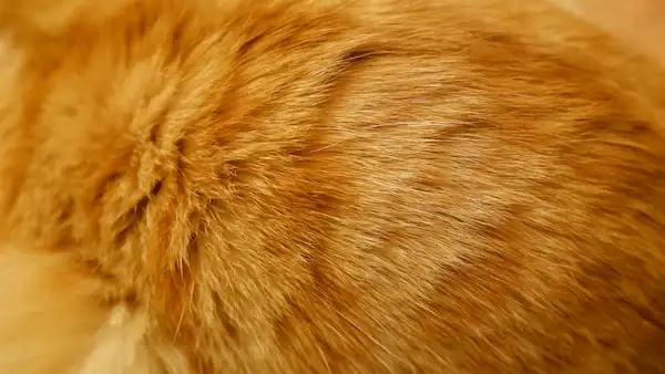 喜马拉雅猫 图集 5