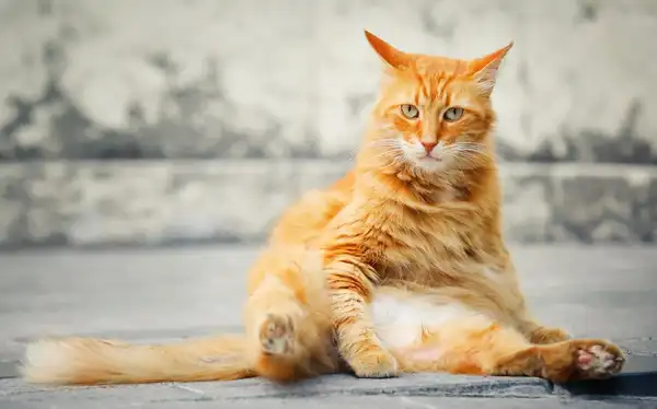 喜马拉雅猫 图集 2