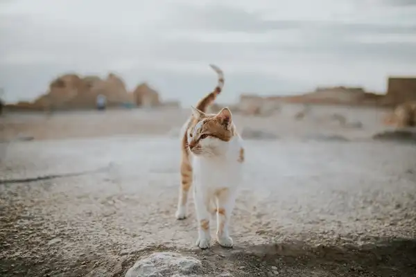 喜马拉雅猫 图集 4